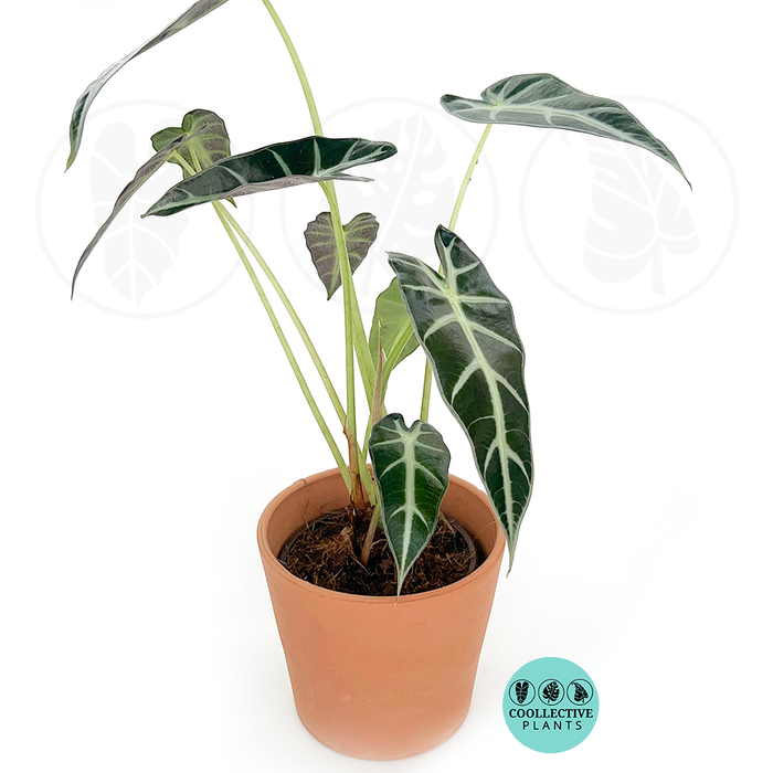 Alocasia Bambino