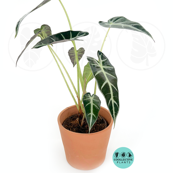 Alocasia Bambino – Coollective Plants