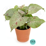 Syngonium Milk Confetti