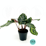 Calathea Makayona