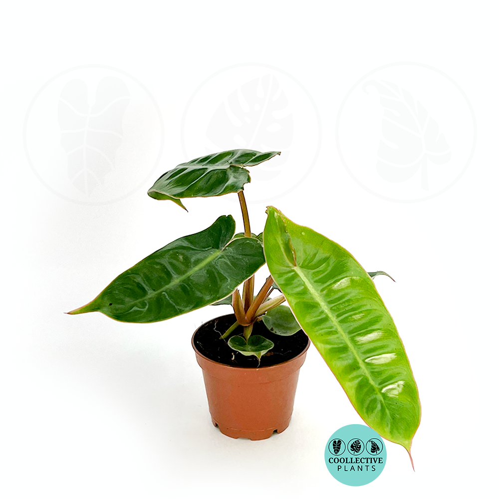 Philodendron Billietiae Croat – Rare Orange Petiole Climbing Aroid | Live Tropical Houseplant
