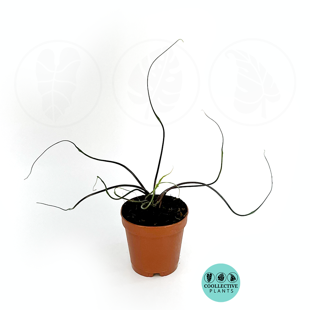 Alocasia Flying Squid 2 Inch – Coollective Plants