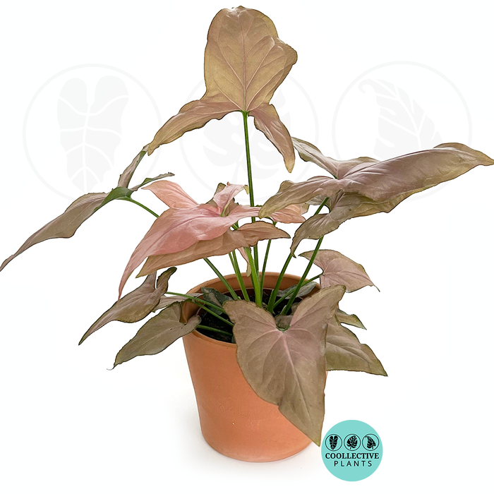 4" Syngonium Pink Perfection "Cherry"