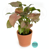 Syngonium Neon Pink