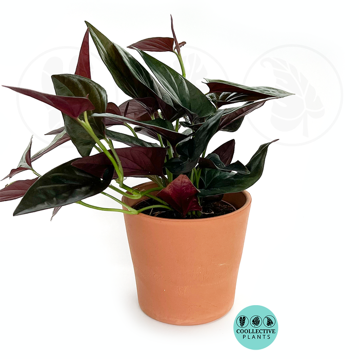 Syngonium Erythrophyllum "Red Arrow"