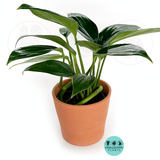 Rhaphidophora Decursiva- Dragon Tail