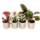 Calathea Collection (4PK) Essential Houseplant Live Plants Indoor Plants Live in 2 inch Pots, Easy House Plants Indoors Live, Fusion White, Calathea Ornata, Makayona, Rosy by Coollective Plants