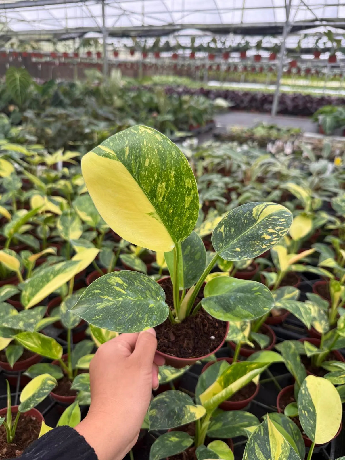 2" Pot Philodendron Green Congo Variegated | Rare Variegated Philodendron | Live Indoor Tropical Houseplant