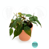 Philodendron Mican