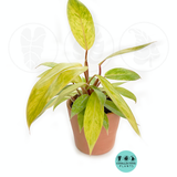 Philodendron Painted Lady