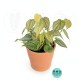 Philodendron Brandi
