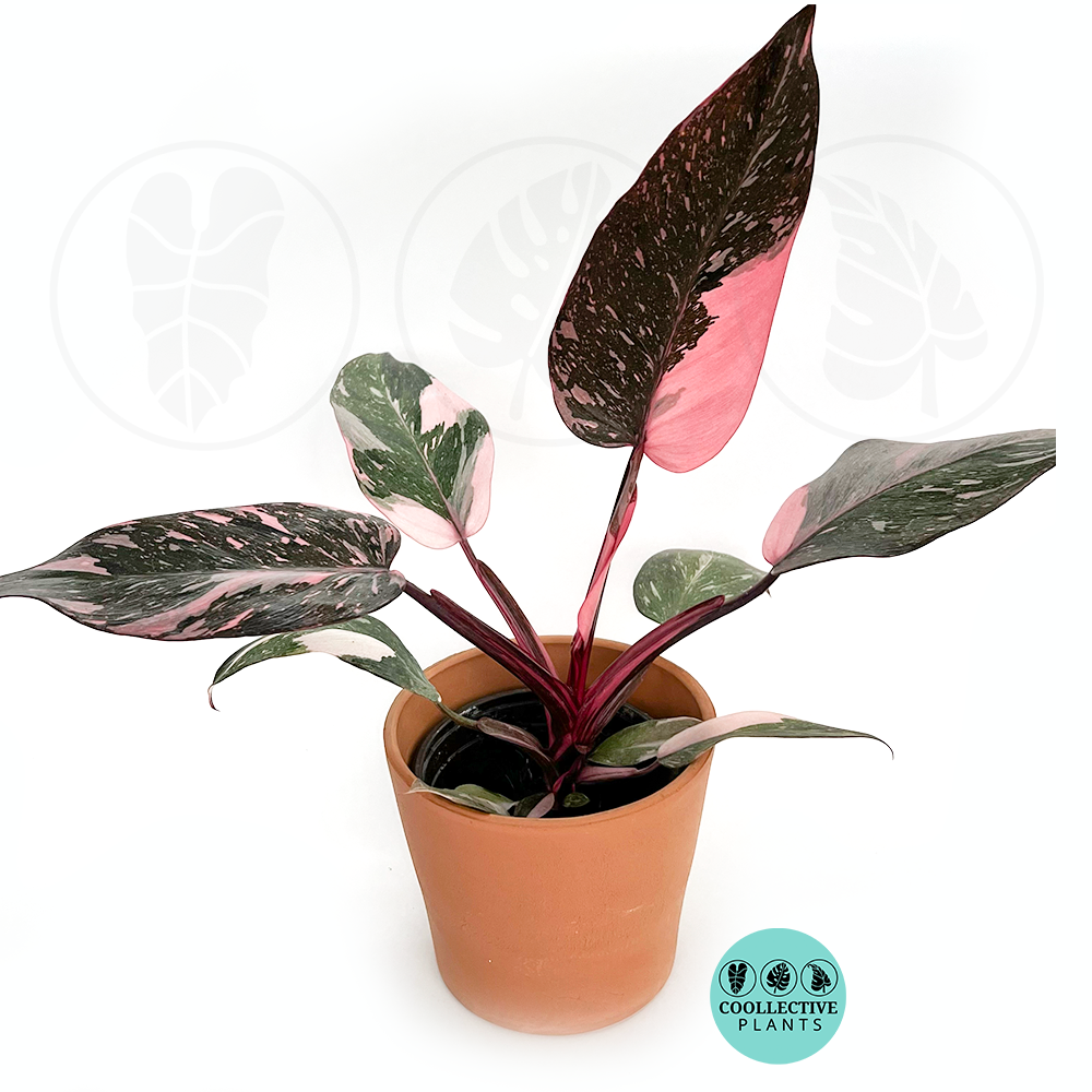 philodendron pink princess india Philodendron Pink Princess