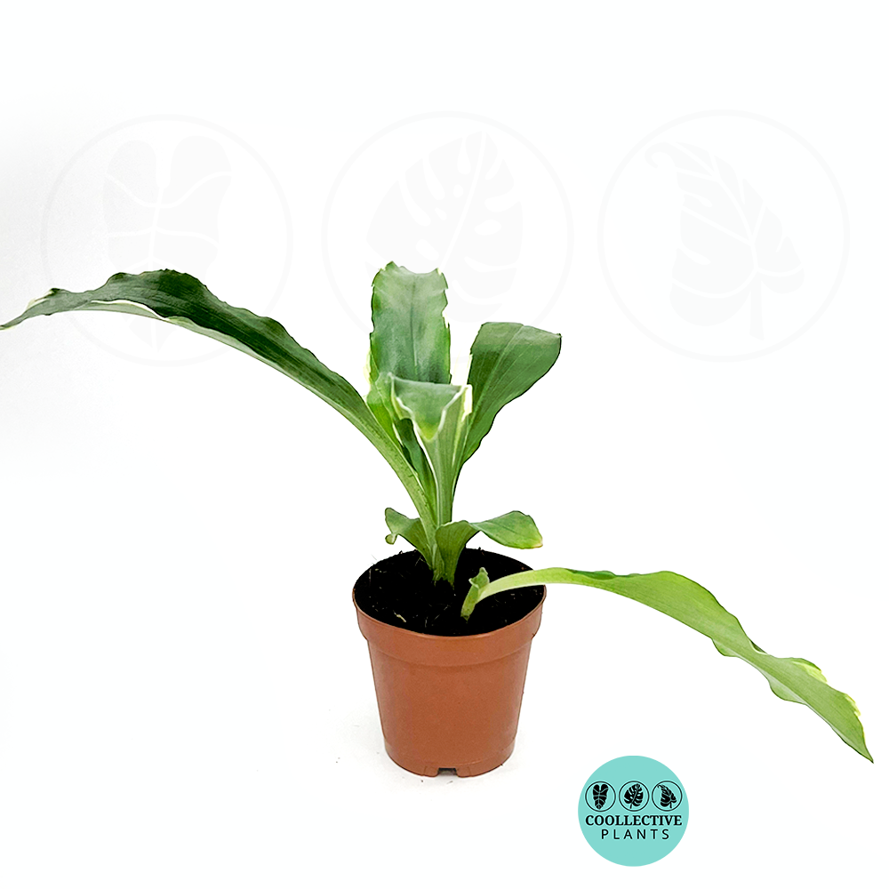 Kaempferia Gilbertti 2 Inch