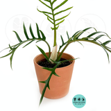Philodendron Tortum "Rare Plant"