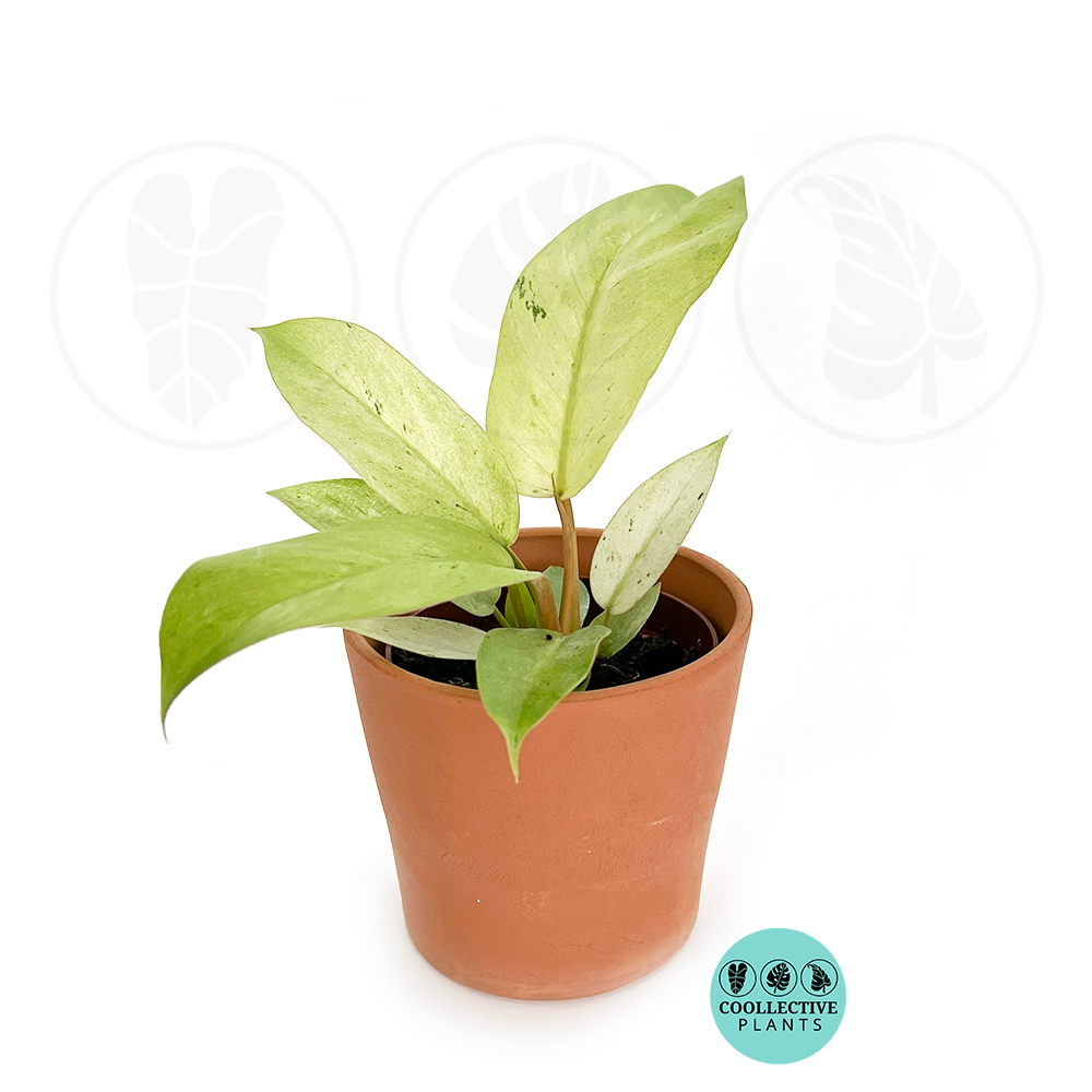 mature philodendron snowdrift Philodendron Snowdrift – Coollective Plants