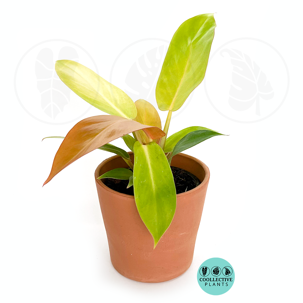 philodendron tangerine care Philodendron Tangerine