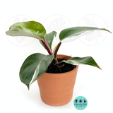 Philodendron White knight 2  Inch