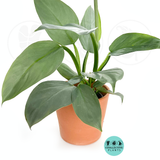 Philodendron Hastatum 'Silver Sword' **** RARE FIND ****