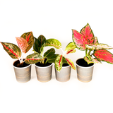 Aglaonema Collection (4PK) Essential Houseplant  Live Plants Indoor Plants Live in 2 inch Pots, Easy House Plants Indoors Live, Red Valentine, Night Sparkle, Golden Powder & Red Vein