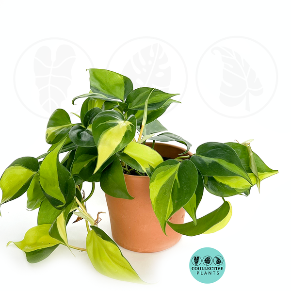philodendron brasil price Philodendron Brasil – Coollective Plants