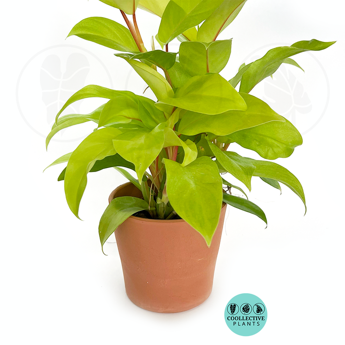 Philodendron Lemon Lime