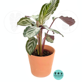 Calathea Cora