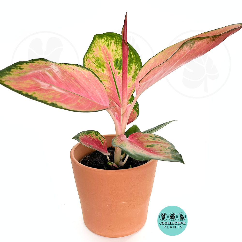 pink panther aglaonema pink lady Aglaonema "Pink Pearl" – Coollective Plants