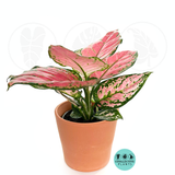 Aglaonema Chinese Evergreen "CHERRY"