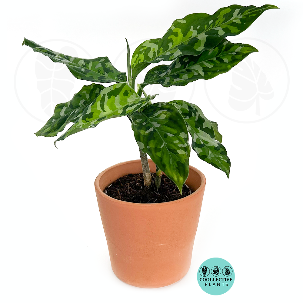 Aglaonema Pictum Tricolor – Coollective Plants