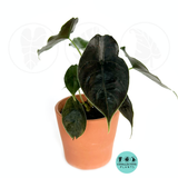 Alocasia Azlanii (Red Mambo)