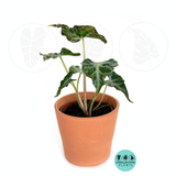 Alocasia Loco "Rare Plant"