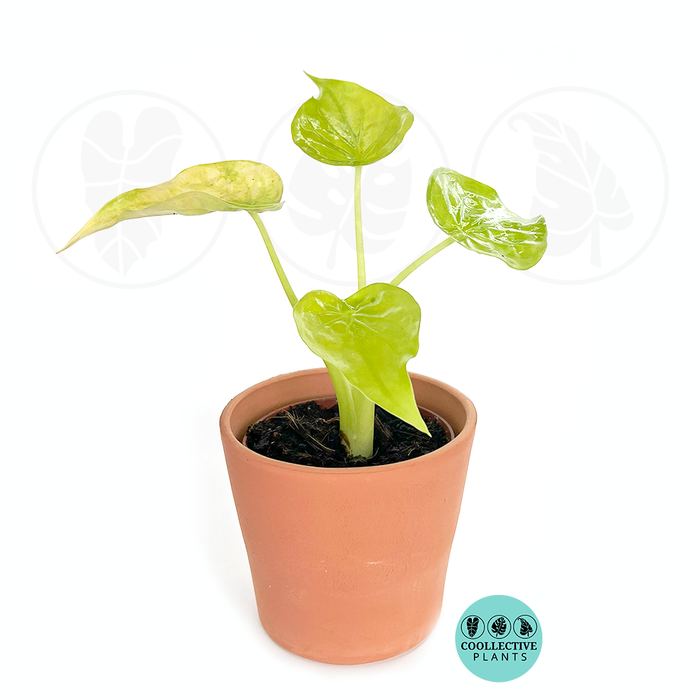 Alocasia Cucullata Yellow Tail