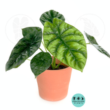 Alocasia Sinuata (Mirror face)