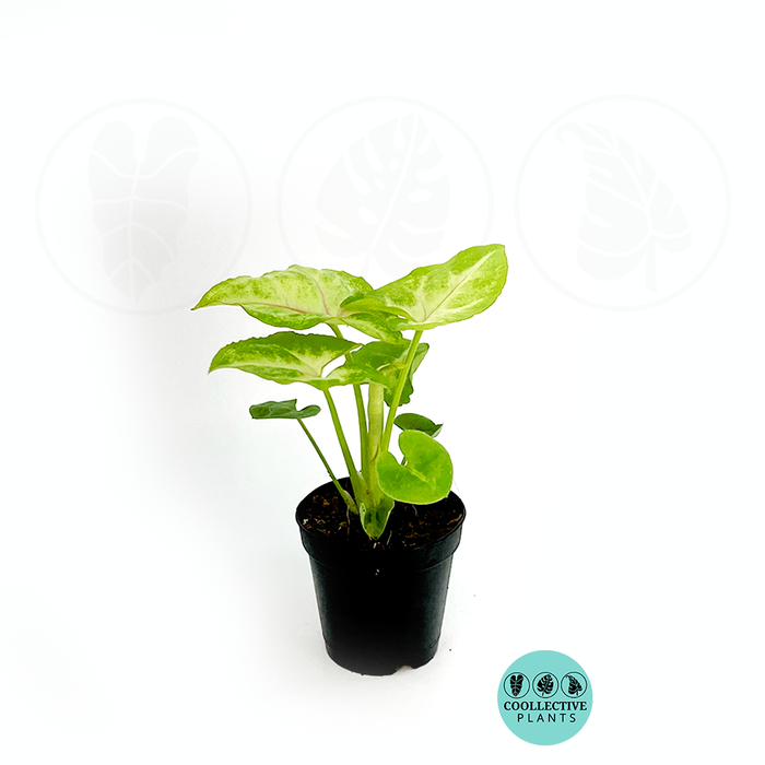 Syngonium Gold Allusion 2 InCH
