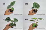 BECOOL 2" Plants "Medium Package"