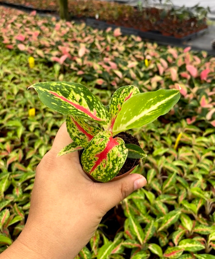 Aglaonema Night Sparkle | Speckled Chinese Evergreen with Pink Veins | Low Light Indoor Houseplant (2” Starter Plant)