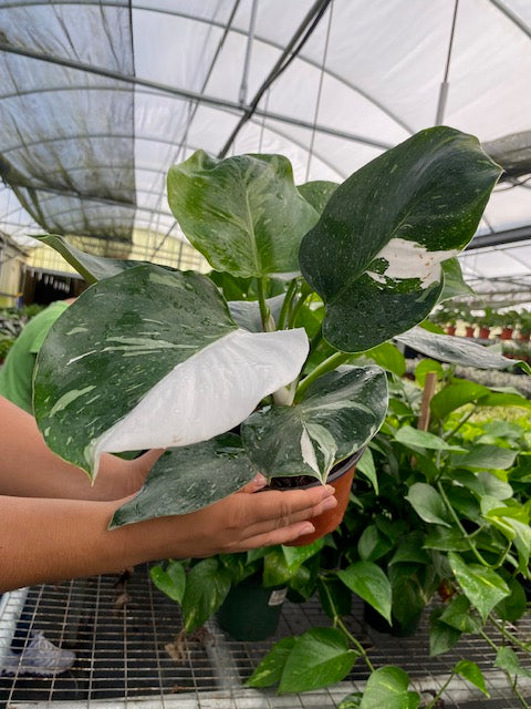 Baby Plant/4"/6" Philodendron White Wizard