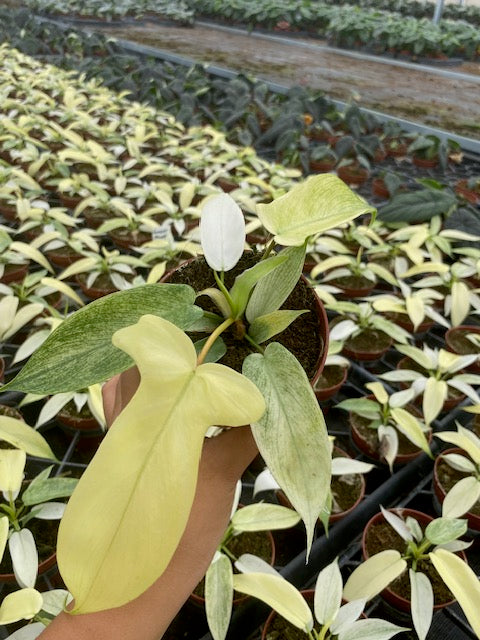 Baby Philodendron Florida Ghost Mint