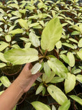 Philodendron Snowdrift