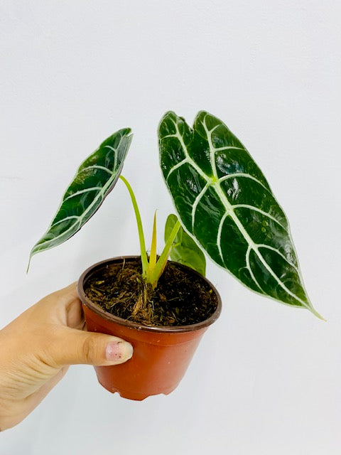 4" Alocasia Watsoniana "Pride of Curup" Rare Plant