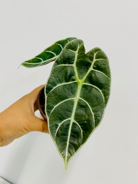 4" Alocasia Watsoniana "Pride of Curup" Rare Plant