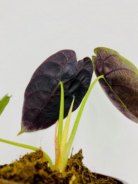 4" Alocasia Watsoniana "Pride of Curup" Rare Plant