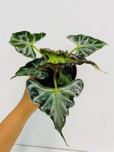 4" Alocasia Loco "Rare Plant"