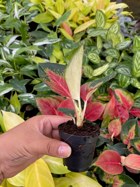 2"/4" Pot Aglaonema Red King