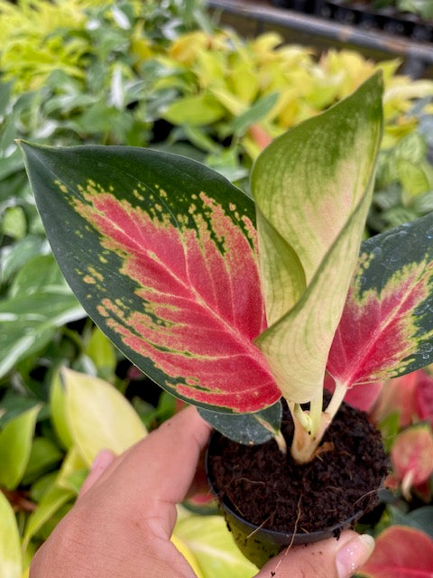 2"/4" Pot Aglaonema Red King