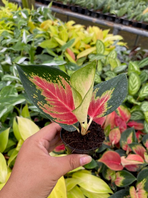 2"/4" Pot Aglaonema Red King