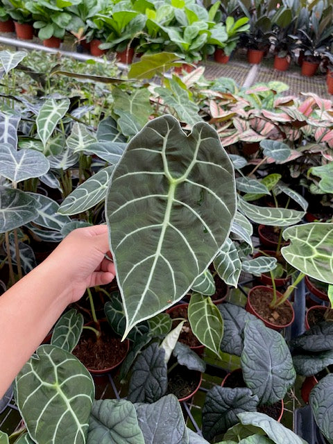 4" Alocasia Watsoniana "Pride of Curup" Rare Plant