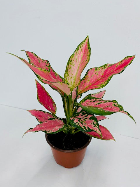 4" Aglaonema Red