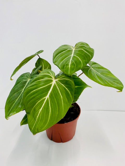 Baby Plant/4" Philodendron Gloriosum