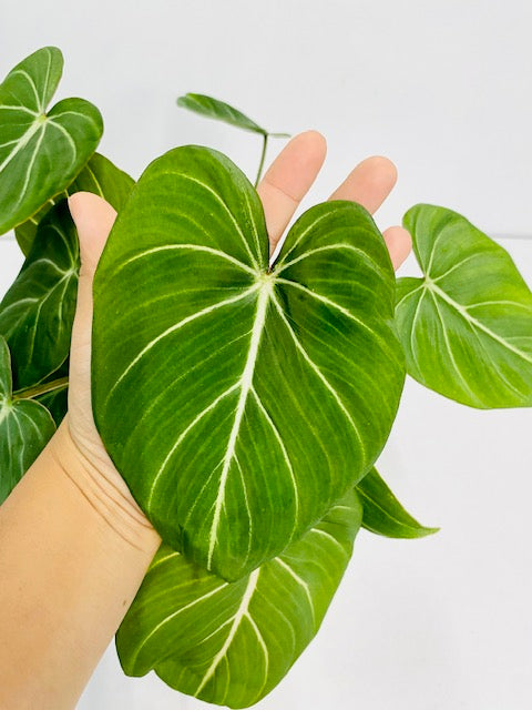 Baby Plant/4" Philodendron Gloriosum